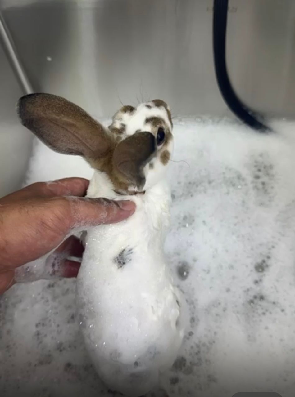 Rabbit Spa Bath