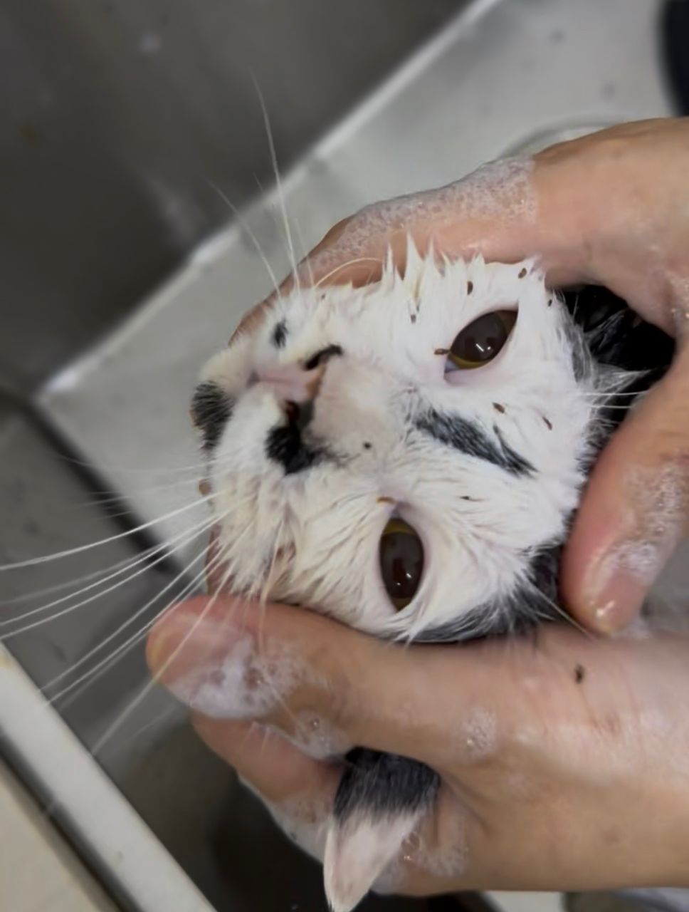 Flea Reset Treatment